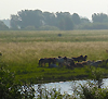 Natuurgebied De Groesplaat